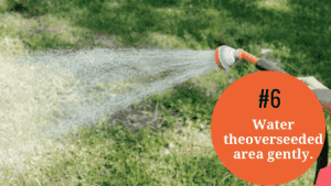 How to Overseed a Lawn Without Aerating (6 Illustrated Steps ...