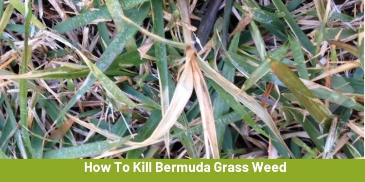 How To Kill Bermuda Grass Weed from Zoysia