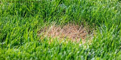 brown spots in grass