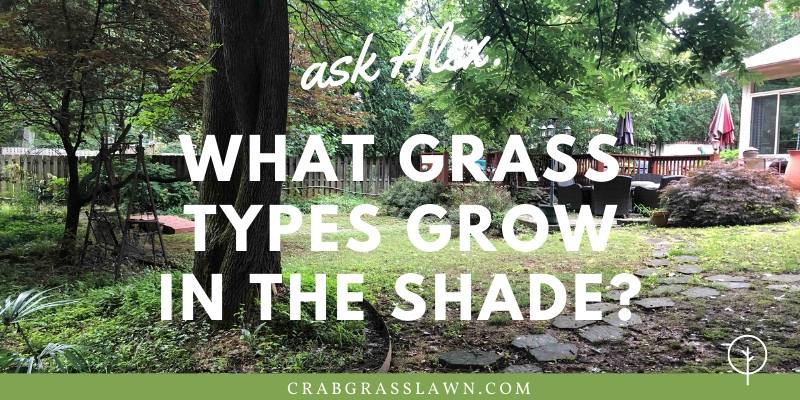 what grass types grow in the shade