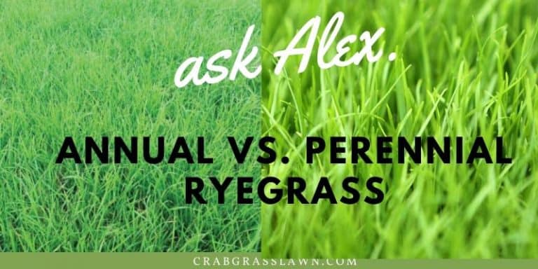 Annual vs. Perennial ryegrass