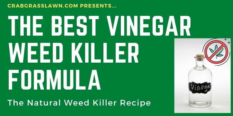 best weed killer recipe