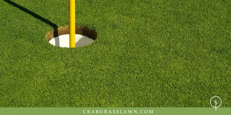 Types of Bermuda Grass and Best Bermuda Grass Seed for Lawn, Hay & Golf