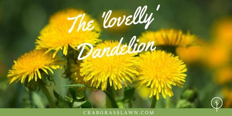 dandelion weeds