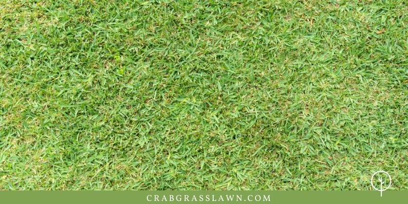 does st. augustine grass spread