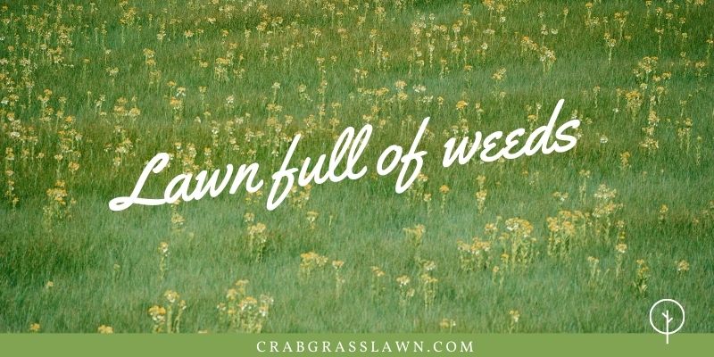 how to kill a lawn full of weeds