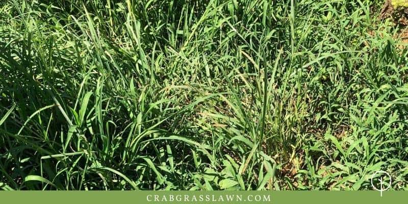 long hairy crabgrass