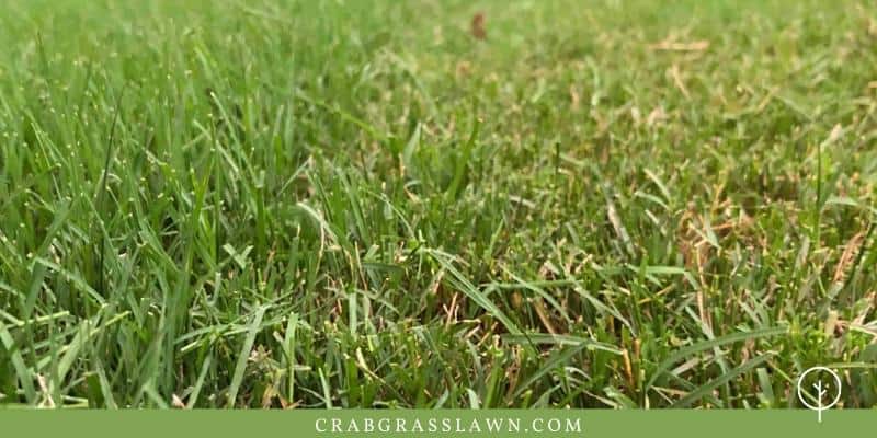 Mowing Heights For Newly Planted Sod