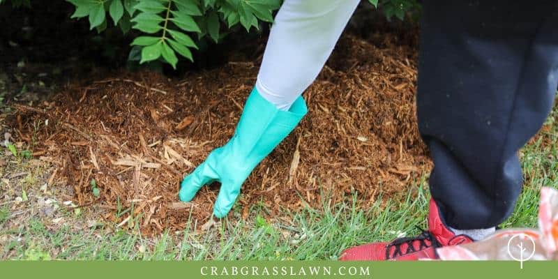 mulching in planter beds