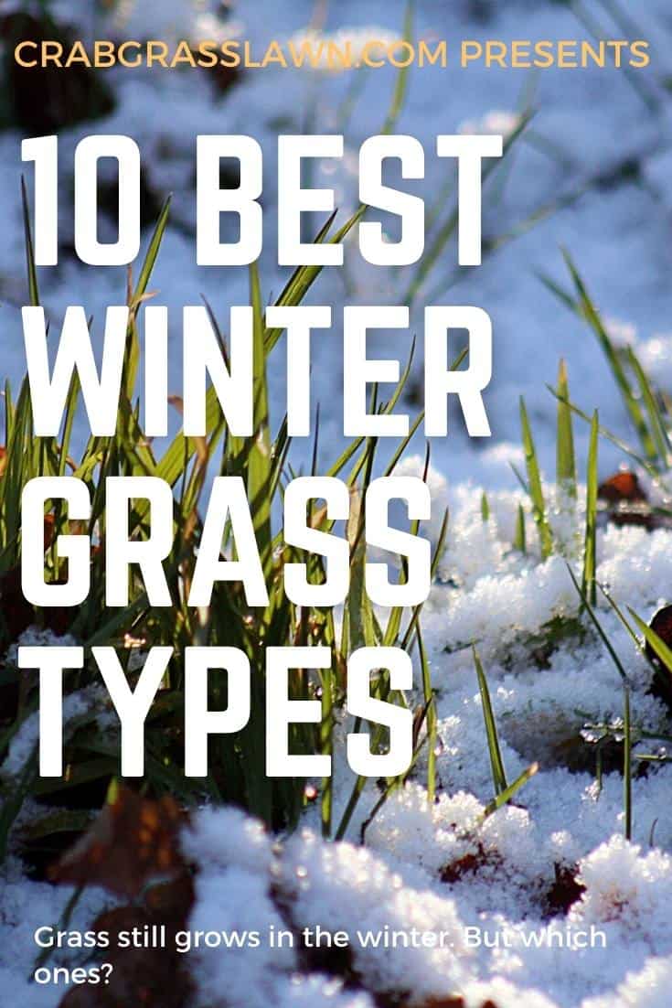 10 best winter grass types