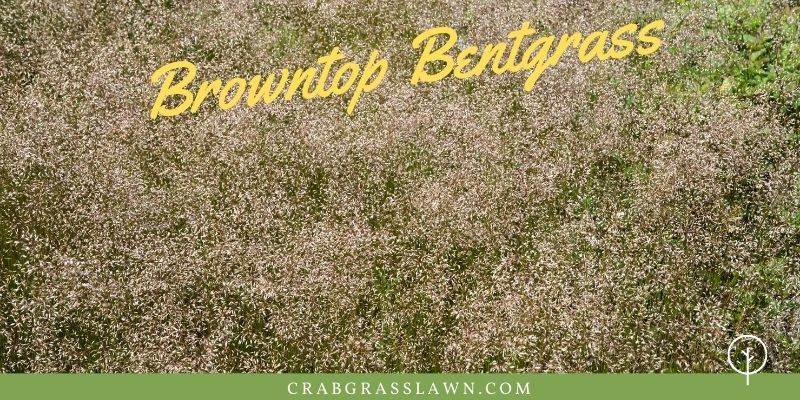 browntop bentgrass winter grass