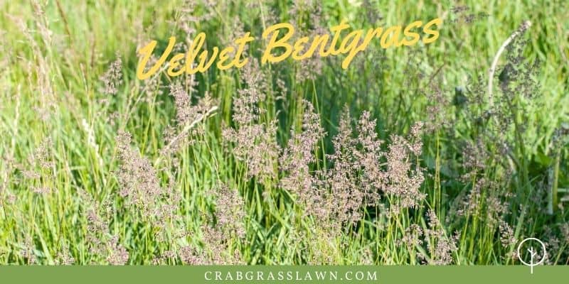 velvet bentgrass