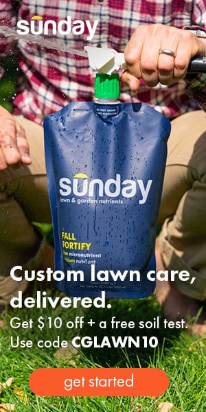 How Do You Revive St Augustine Grass 4 Ways To Bring It Back Cg Lawn