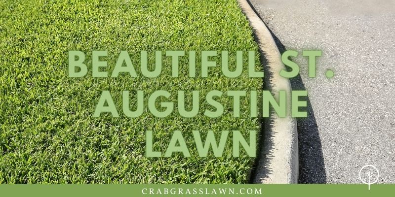 A Beautiful Filled In St. Augustine Lawn
