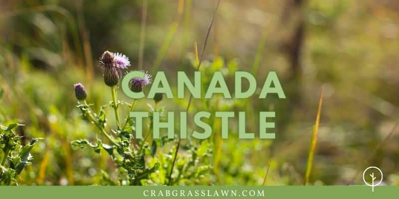 best spray to kill canada thistle