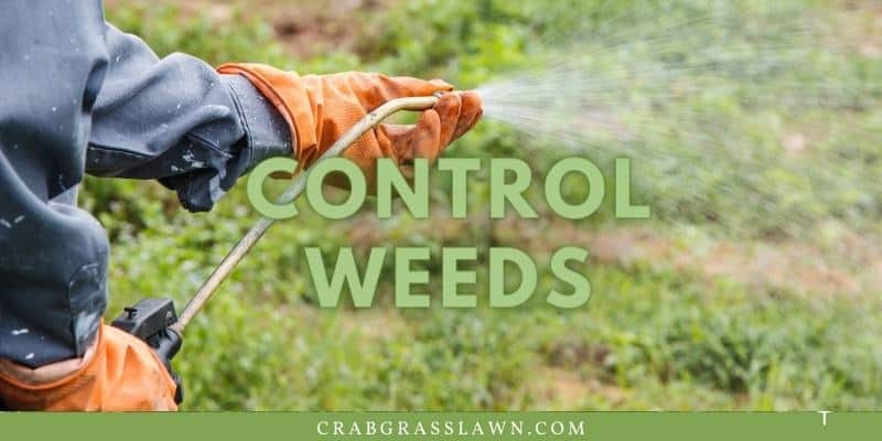 control weeds in st. augustine grass