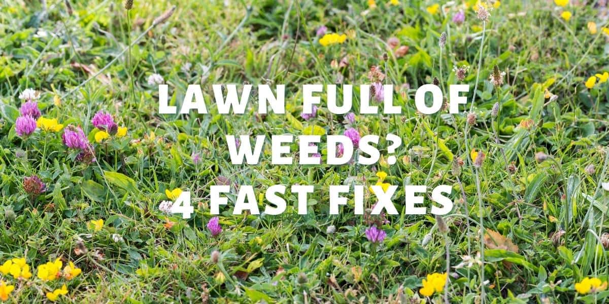 fix a lawn full of weeds