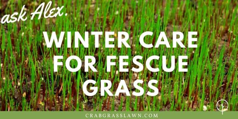 winter care for fescue grass