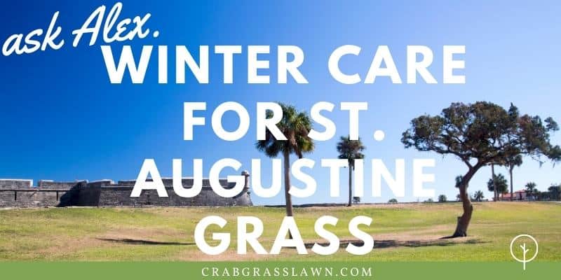 winter care for st. augustine grass