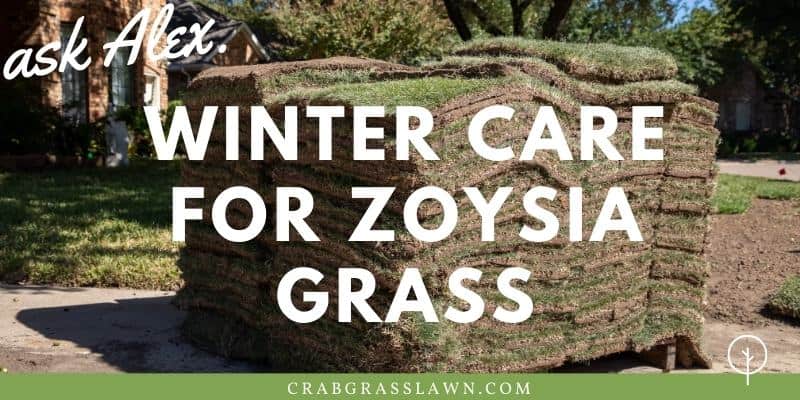 winter care for zoysia grass