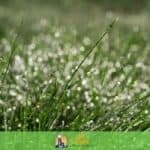 Can you apply crabgrass preventer on wet grass?