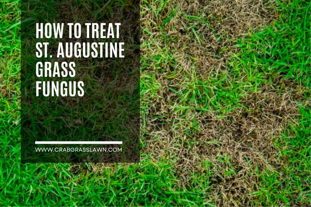 How to Treat St. Augustine Grass Fungus