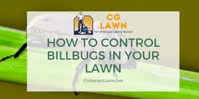 How to control billbugs in your lawn