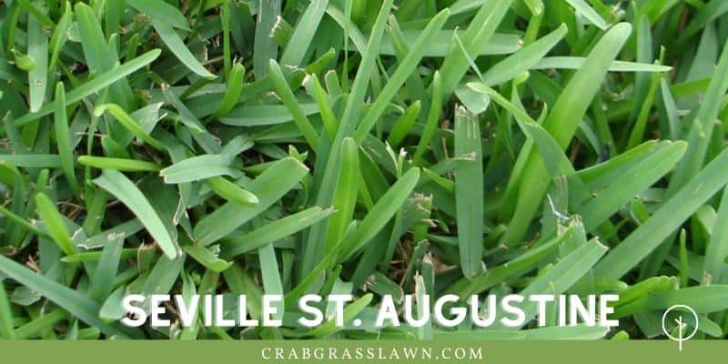 Seville St. Augustine Grass in sand