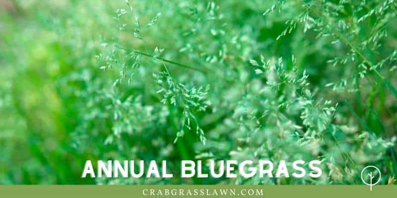 annual bluegrass weed