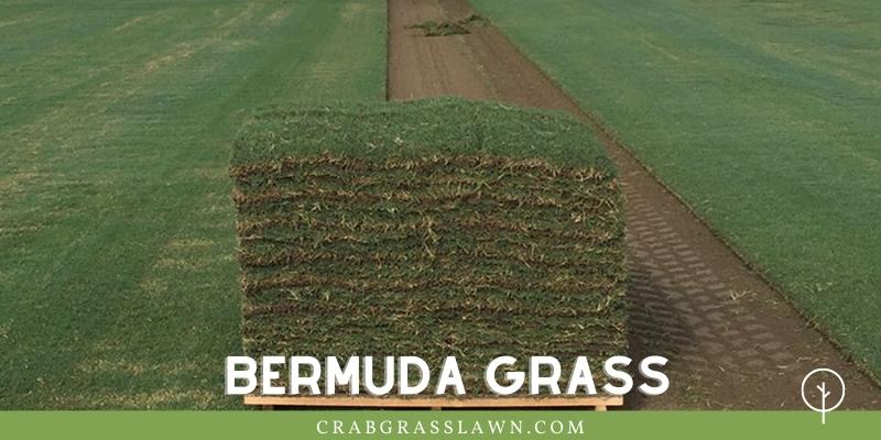 Bermuda Grass In Sand