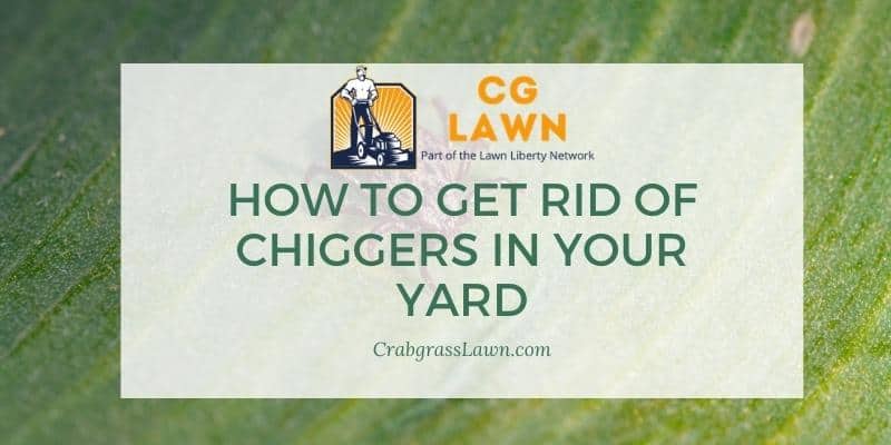 how to get rid of chiggers in your yard