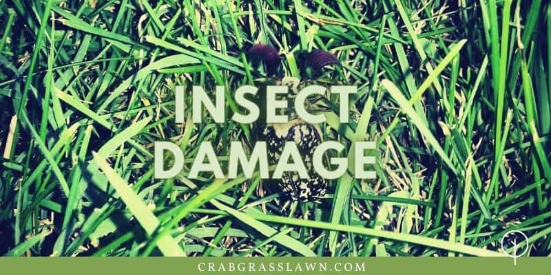 insect damage on st. augustine grass