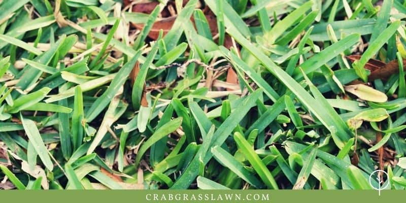 st. augustine grass