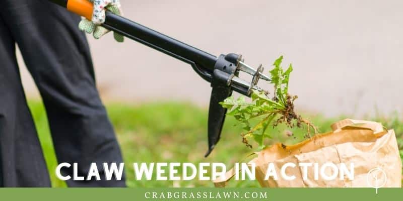 use a claw weeder to pull up crabgrass