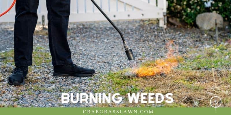 use a weed burner to kill crabgrass