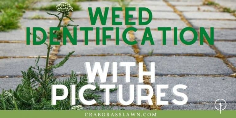 weed identification directory