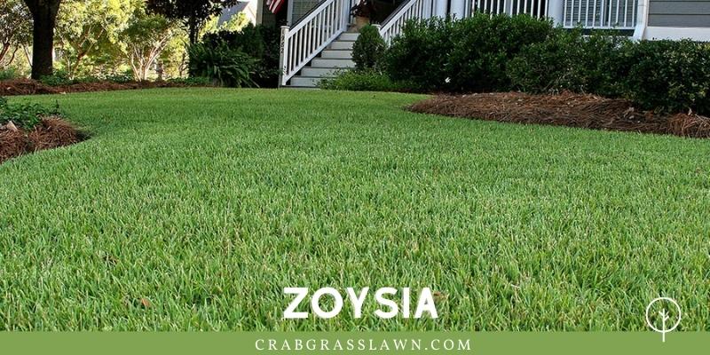 zoysia grass planted in sand