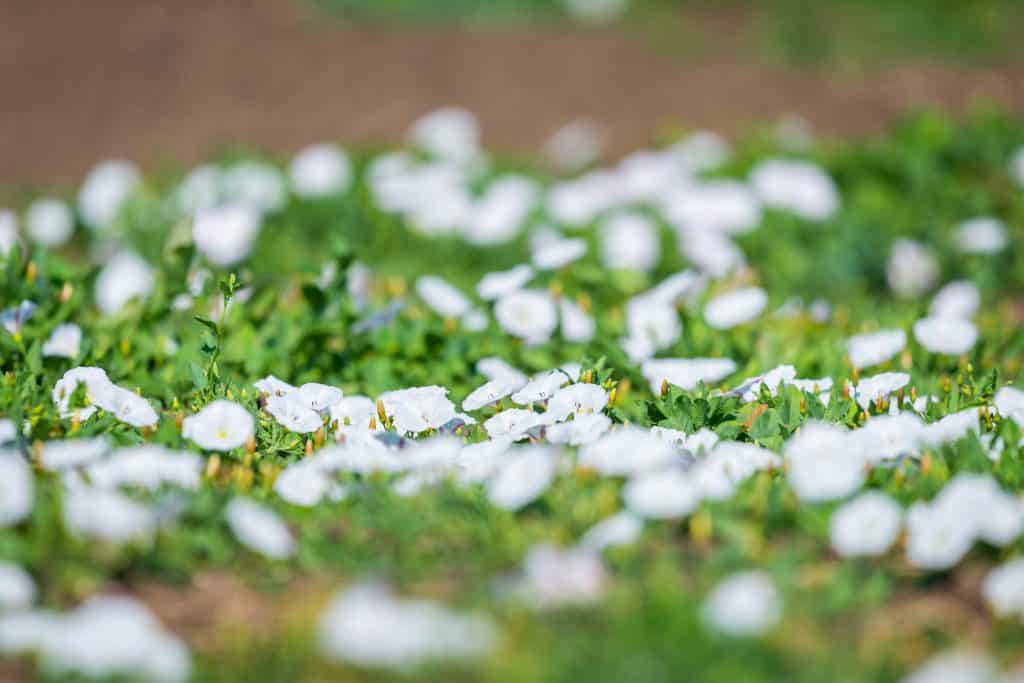 field bindweed
