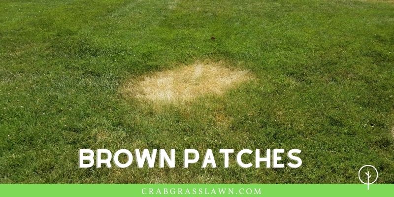 brown patches due to billbug infestation