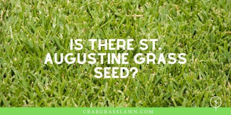 st. Augustine grass seed