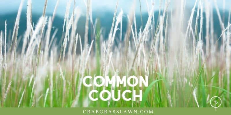 weeds that look like grass - common couch grass