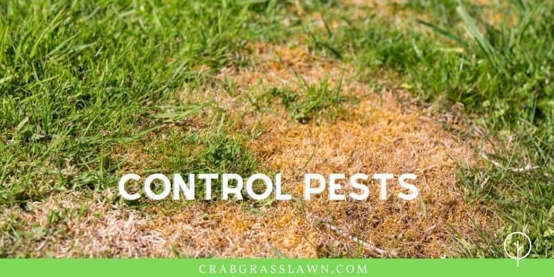 control pests to reduce brown spots