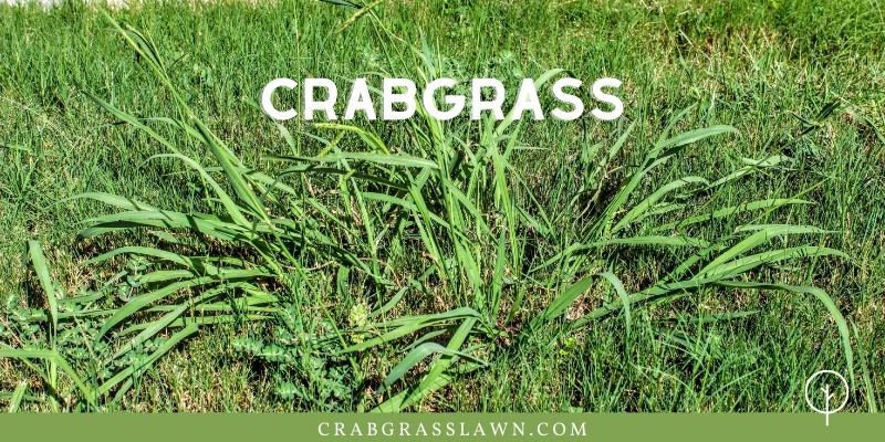 weeds that look like grass - crabgrass