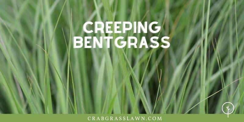 Creeping Bentgrass - weeds that look like grass