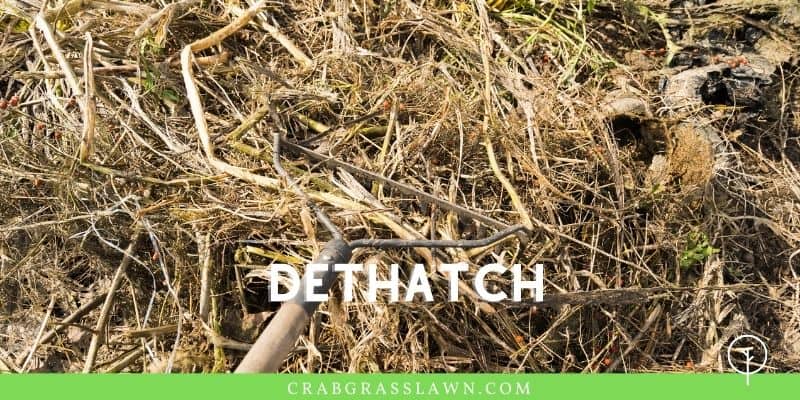 dethatch to treat billbugs