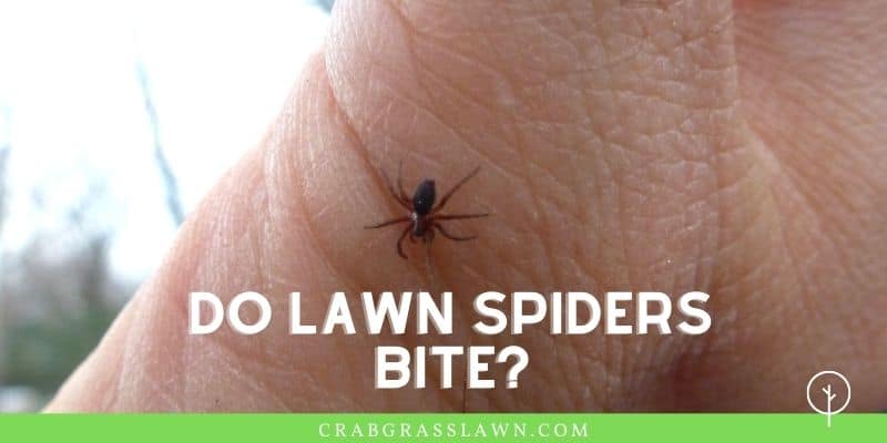 do lawn spiders bite?