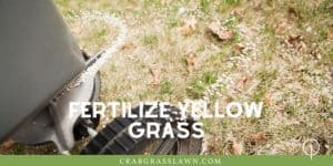 Why is My Grass Turning Yellow? 13 Reasons and How to Fix | CrabgrassLawn