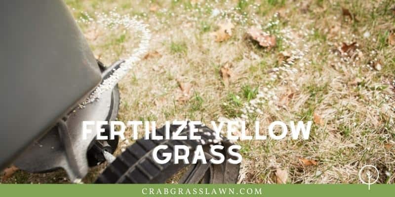 fertilize yellow grass