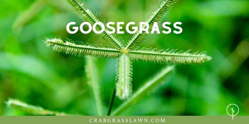 weeds that look like grass - goosegrass