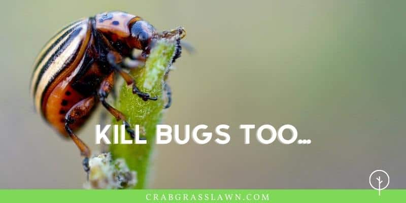 kill bugs and grubs